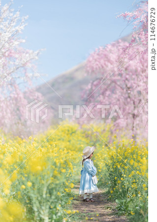 菜の花と少女 菜の花と少女 114676729