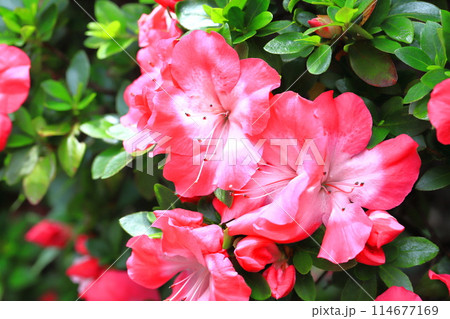 濃いピンク色のサツキ 濃いピンク色のサツキ 114677169