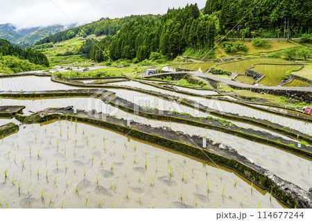 田植えを終えた四谷千枚田(愛知県新城市) 田植えを終えた四谷千枚田(愛知県新城市) 114677244