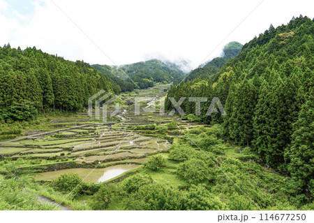 田植えを終えた四谷千枚田（愛知県新城市） 114677250