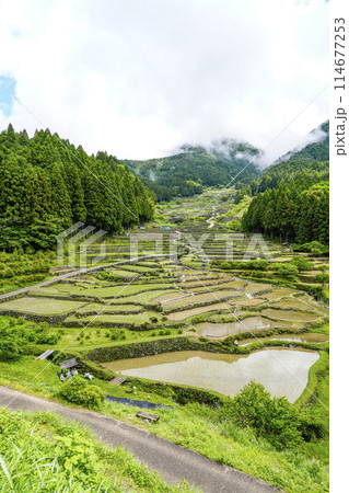 田植えを終えた四谷千枚田（愛知県新城市） 114677253