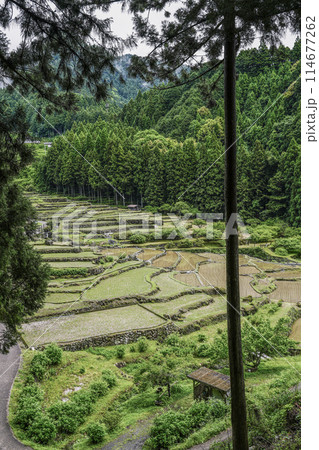 田植えを終えた四谷千枚田(愛知県新城市) 田植えを終えた四谷千枚田(愛知県新城市) 114677262