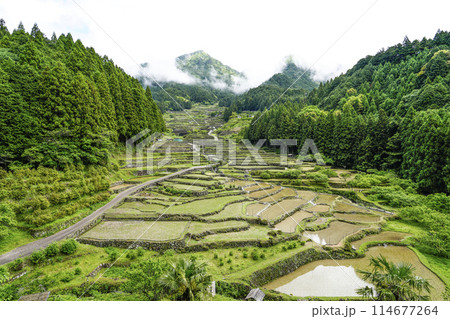 田植えを終えた四谷千枚田（愛知県新城市） 114677264
