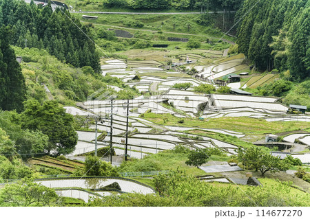 田植えを終えた四谷千枚田(愛知県新城市) 田植えを終えた四谷千枚田(愛知県新城市) 114677270