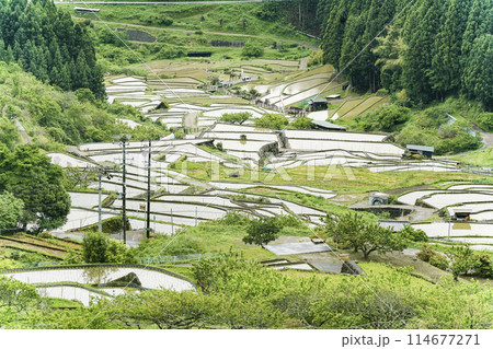 田植えを終えた四谷千枚田(愛知県新城市) 田植えを終えた四谷千枚田(愛知県新城市) 114677271