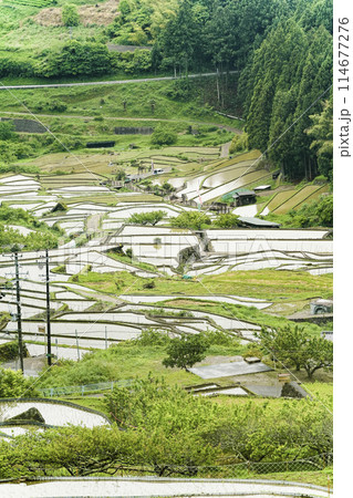田植えを終えた四谷千枚田(愛知県新城市) 田植えを終えた四谷千枚田(愛知県新城市) 114677276