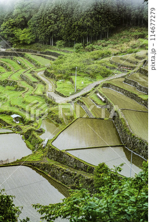 田植えを終えた四谷千枚田（愛知県新城市） 114677279