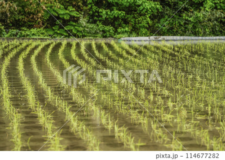 田植えを終えた四谷千枚田（愛知県新城市） 114677282
