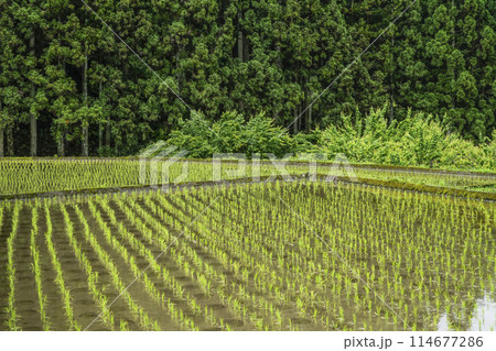 田植えを終えた四谷千枚田（愛知県新城市） 114677286