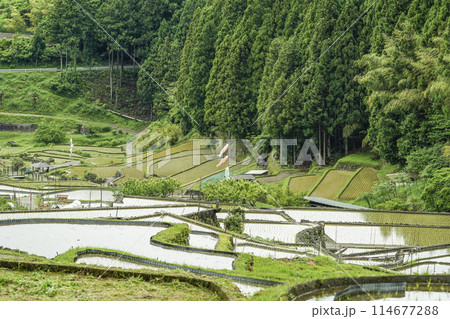 田植えを終えた四谷千枚田（愛知県新城市） 114677288