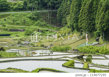 田植えを終えた四谷千枚田(愛知県新城市) 田植えを終えた四谷千枚田(愛知県新城市) 114677295