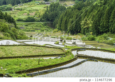 田植えを終えた四谷千枚田(愛知県新城市) 田植えを終えた四谷千枚田(愛知県新城市) 114677296