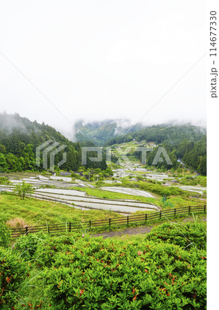 田植えを終えた四谷千枚田(愛知県新城市) 田植えを終えた四谷千枚田(愛知県新城市) 114677330