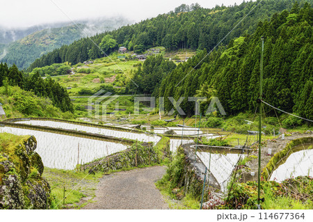 田植えを終えた四谷千枚田(愛知県新城市) 田植えを終えた四谷千枚田(愛知県新城市) 114677364