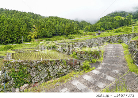 田植えを終えた四谷千枚田(愛知県新城市) 田植えを終えた四谷千枚田(愛知県新城市) 114677372