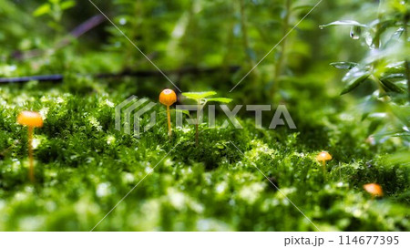苔ときのこと雫 114677395