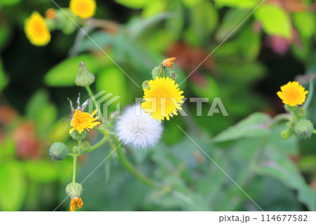 野芥子(ノゲシ)の花と綿毛 野芥子(ノゲシ)の花と綿毛 114677582