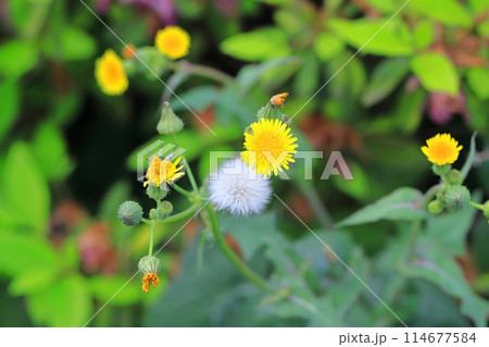 野芥子(ノゲシ)の花と綿毛 野芥子(ノゲシ)の花と綿毛 114677584