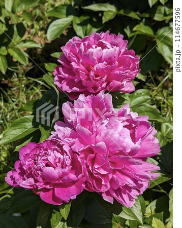 日本には薬種として渡来した多年草の芍薬 日本には薬種として渡来した多年草の芍薬 114677596