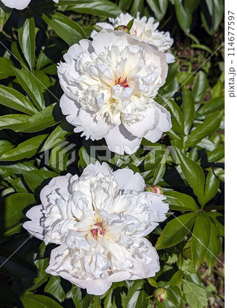日本には薬種として渡来した多年草の芍薬 114677597