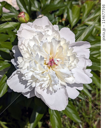 日本には薬種として渡来した多年草の芍薬 日本には薬種として渡来した多年草の芍薬 114677598