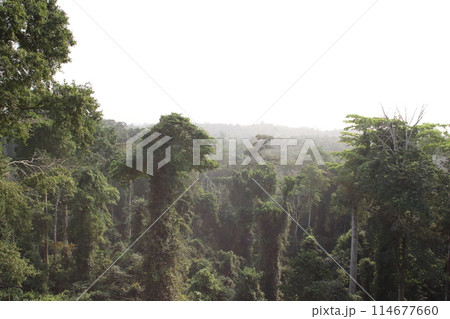 西アフリカ・ガーナ・カクム国立公園 114677660