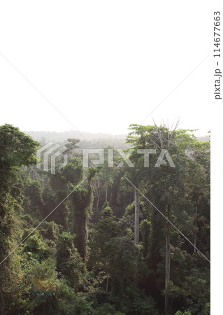 西アフリカ・ガーナ・カクム国立公園 114677663