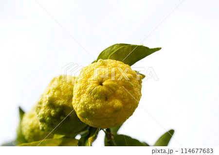 獅子柚子 獅子柚子 114677683