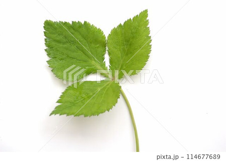 新鮮なヤマミツバ 114677689