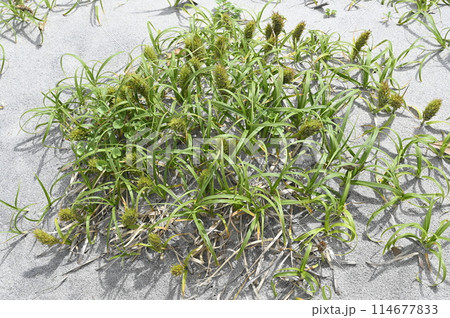 砂浜に咲く弘法麦 砂浜に咲く弘法麦 114677833