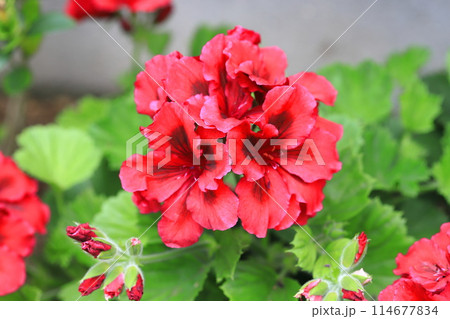 赤いぺラルゴニューム(ファンシーゼラニューム) 赤いぺラルゴニューム(ファンシーゼラニューム) 114677834