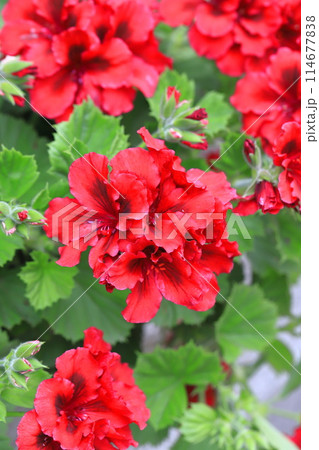 赤いぺラルゴニューム（ファンシーゼラニューム） 114677838