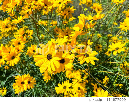 秋の陽ざしと色鮮やかなキクイモの花 秋の陽ざしと色鮮やかなキクイモの花 114677909