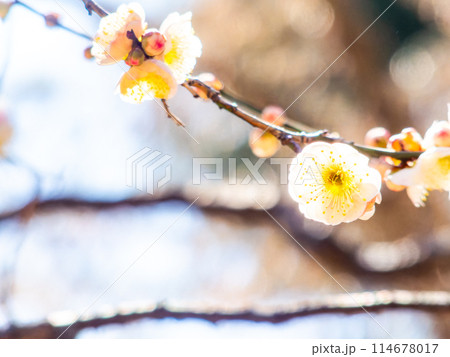 春の訪れを告げる満開の清楚な白梅 114678017