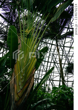 植物園のオオギバショウ 植物園のオオギバショウ 114678214