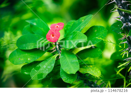 ハナキリンの花 ハナキリンの花 114678216