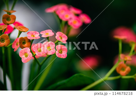 ハナキリンの花 ハナキリンの花 114678218