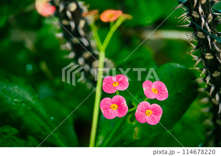 ハナキリンの花 ハナキリンの花 114678220
