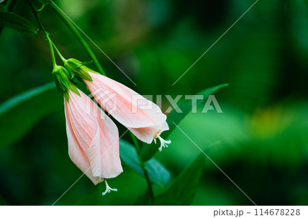 ピンク色のウナズキヒメブヨウ ピンク色のウナズキヒメブヨウ 114678228