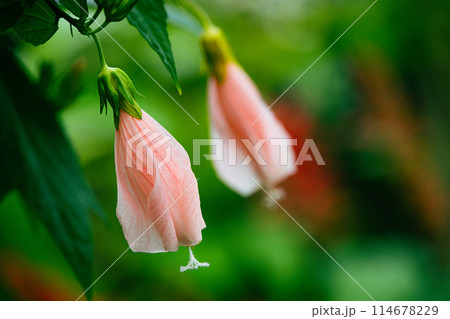 ピンク色のウナズキヒメブヨウ 114678229