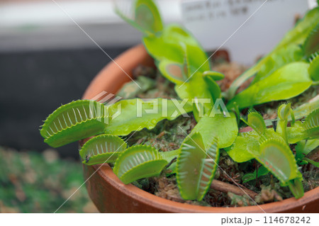 植木鉢のハエトリクサ 114678242