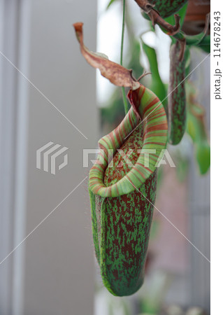 植物園のウツボカズラ 114678243