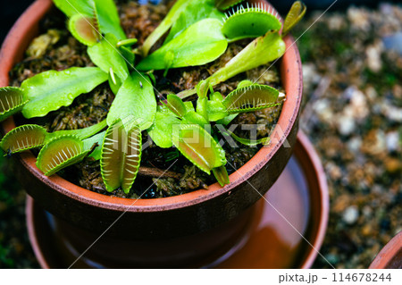 植木鉢のハエトリクサ 植木鉢のハエトリクサ 114678244