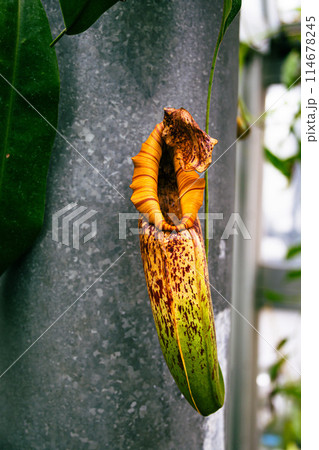 植物園のウツボカズラ 114678245