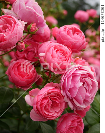 ピンク色のバラ ピンク色のバラ 114678361