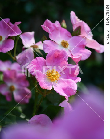 ピンク色のバラ 114678384