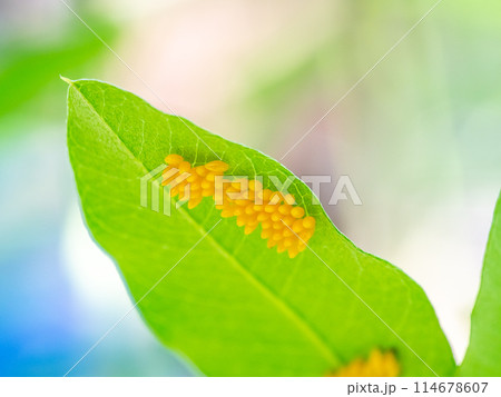 テントウムシの卵 114678607