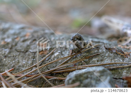 シャクトリムシ 114678623
