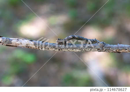 シャクトリムシ 114678627