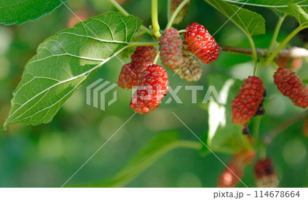 緑に映える、熟す前の赤い山桑の実 緑に映える、熟す前の赤い山桑の実 114678664